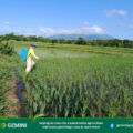 Spray application of Herofol Denso Green at Tayabas City rice demo